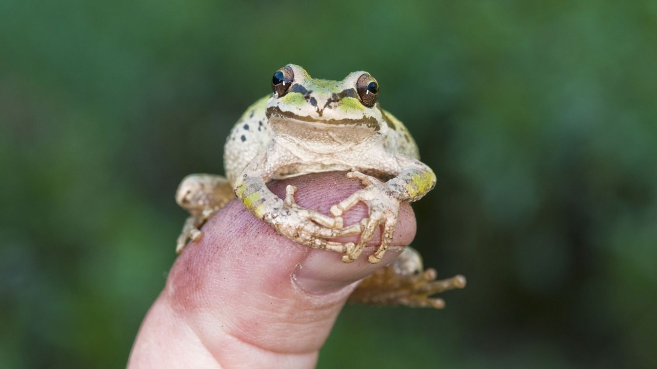 A,Pacific,Treefrog,(pseudacris,Regilla);,Mendocino,County,,California,,Usa