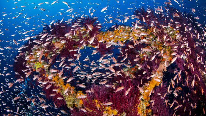 In the summer of 1962, due to a strong storm that hit the island of Capri, a large high voltage pylon placed near the lighthouse at Punta Carena, was uprooted by the strong wind and fell into the sea. Shoal of Mediterranean fairy basslet, Anthias anthias s