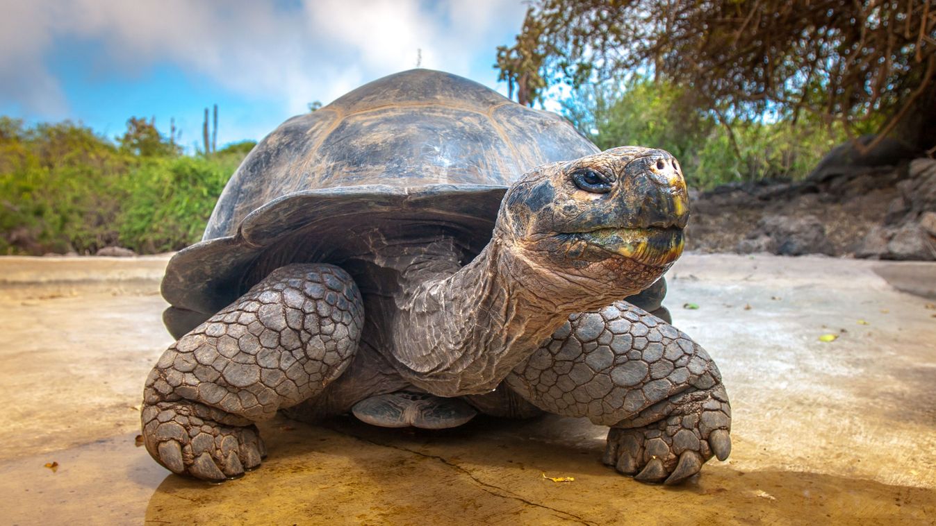 Galapagos,Islands.,Galapagos,Tortoise.,Big,Turtle.,Ecuador.