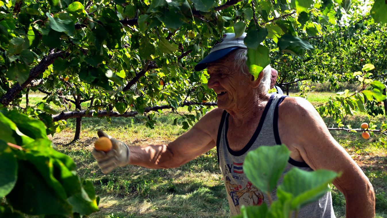 Gyümölcsszedés: Ki segíti az időseket?