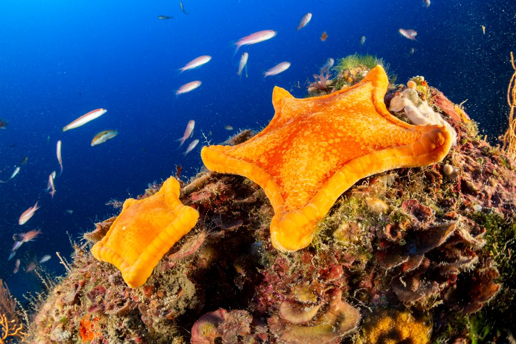 Two Penta star, Peltaster placenta, Marine Protected area Punta Campanella, Massa Lubrense, Penisola Sorrentina, Costa Amalfitana, Italy, Tyrrhenian Sea, Mediterranean