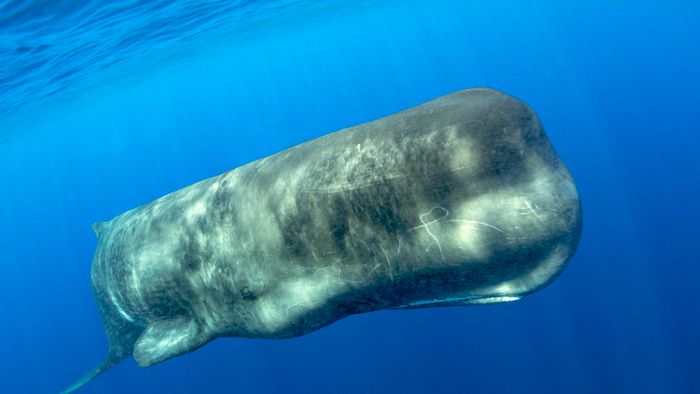 Sperm whale, (Physeter macrocephalus). Vulnerable (IUCN). The sperm whale is the largest of the toothed whales. Sperm whales are known to dive as deep as 1,000 meters in search of squid to eat. Pelagos Sanctuary for Mediterranean Marine Mammals, Mediterran