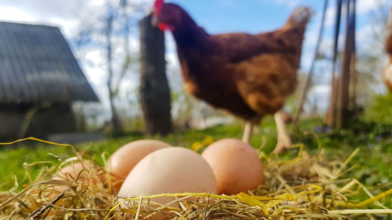 Chicken,Eggs,In,A,Nest,Of,Hay.,A,Hen,Stands
