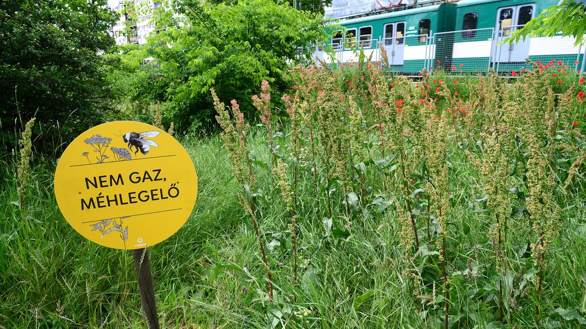 Gazdátlanok a Főkert által fenntartott közterületek