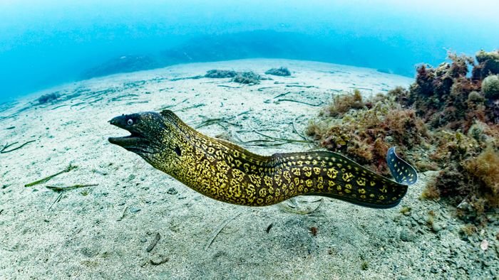 Mediterranean moray (Muraena helena) hunting near the bottom - Colera - Catalonia - Spain - Mediterranean Sea