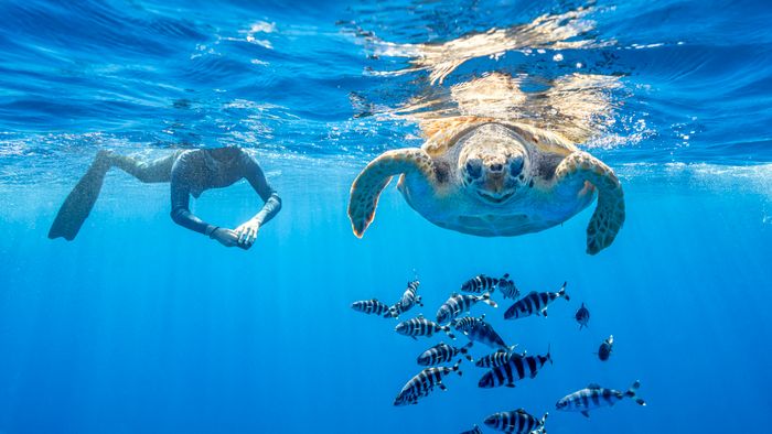 Snorkeler with Loggerhead turtle (Caretta caretta), one of the three species found in Mediterranean Sea. Pelagos Sanctuary for Mediterranean Marine Mammals, Mediterranean Sea