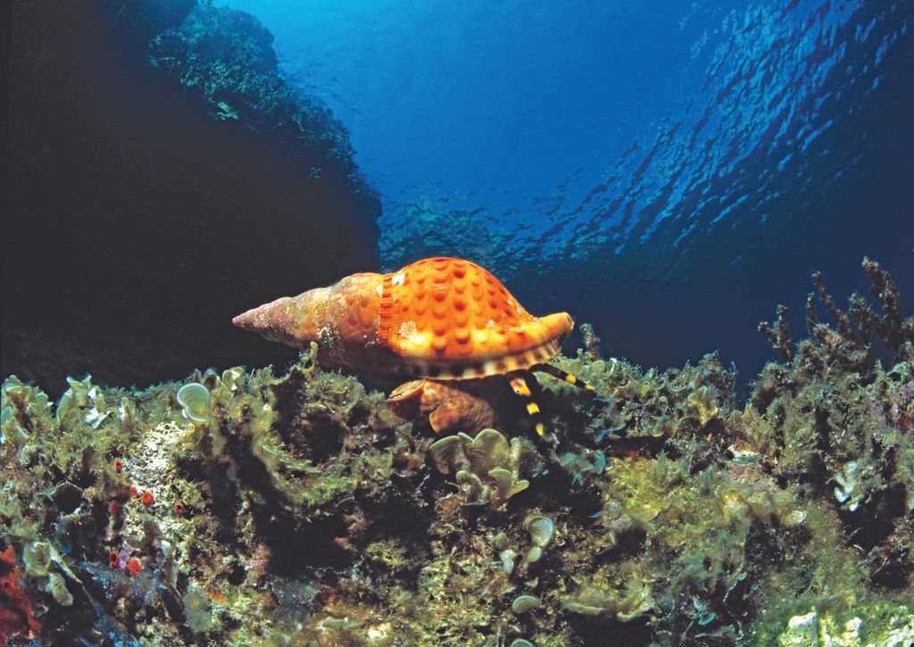 Underwater world of Mediterranean Sea
