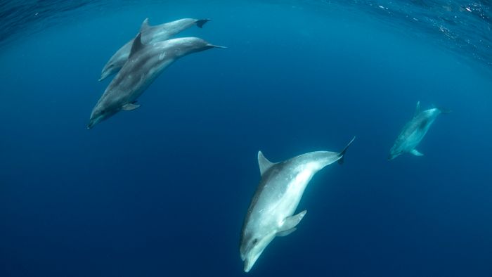 Bottlenose dolphins (Tursiops truncatus) Pelagos Sanctuary for Mediterranean Marine Mammals, France, Mediterranean Sea