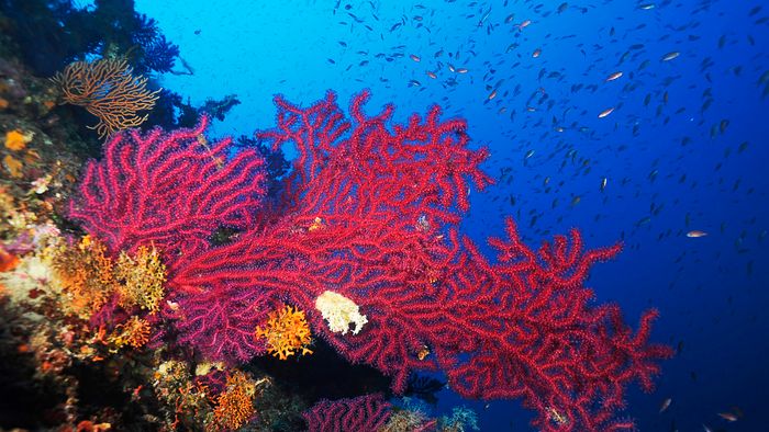 Red Gorgonian (Paramuricea clavata), La Pierre a Sica dive site, Le Dramont, Var, France