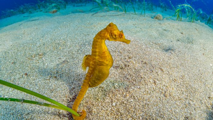 Short-snouted seahorse, (Hippocampus hippocampus), male, Ponza Island, Italy, Tyrrhenian Sea, Mediterranean Sea.