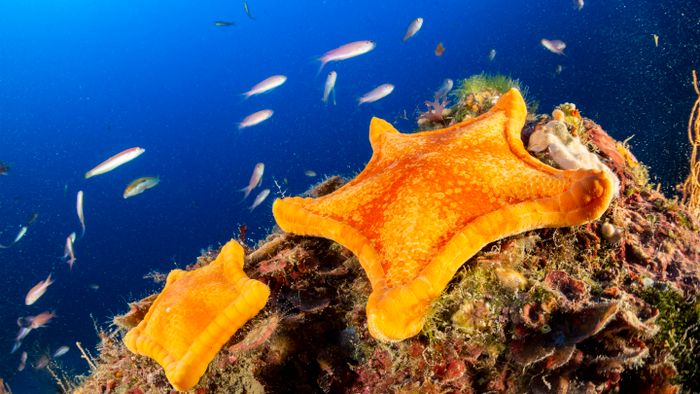 Two Penta star, Peltaster placenta, Marine Protected area Punta Campanella, Massa Lubrense, Penisola Sorrentina, Costa Amalfitana, Italy, Tyrrhenian Sea, Mediterranean