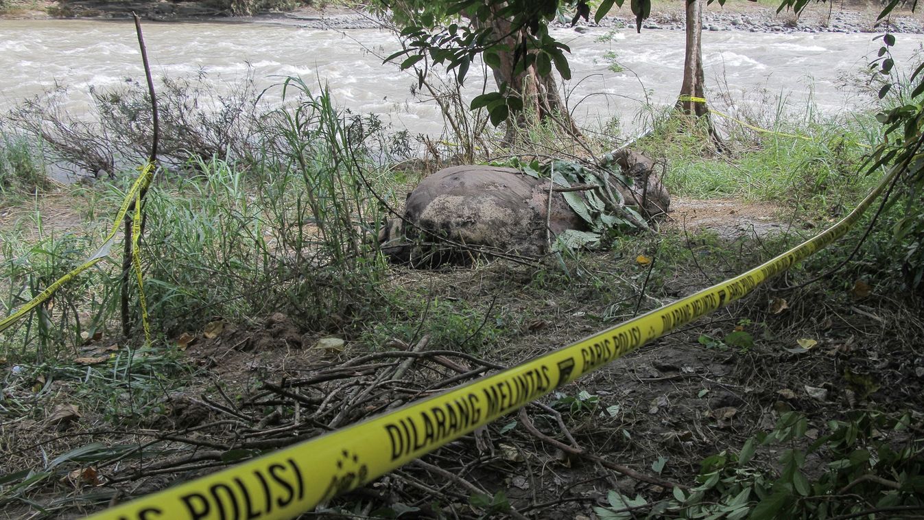 A wild elephant was found dead without its ivory in Aceh
elefánt