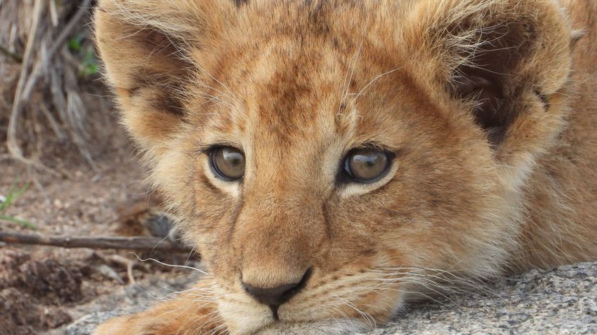 Ilyen aranyosat ma még biztosan nem látott