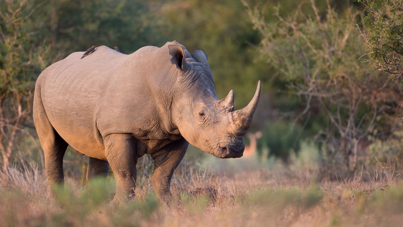 White,Rhino,With,Big,Horns,Walking,In,The,Late,Afternoon
