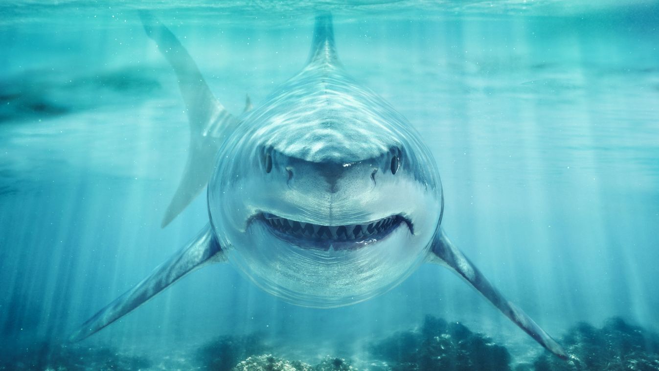 A,Predator,Great,White,Shark,Swimming,In,The,Ocean,Coral
