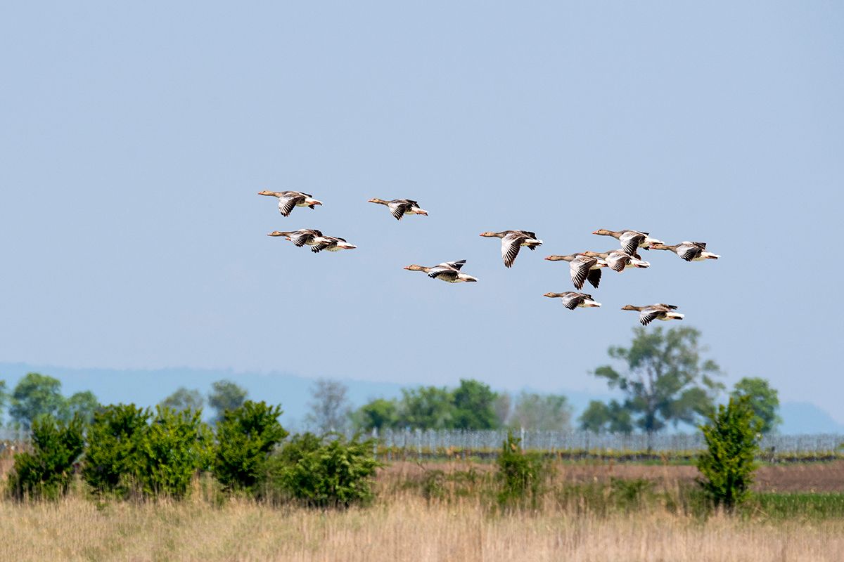 Greylag geese (Anser anser) fly over the Lake Neusiedl National Park, Burgenland, Austria