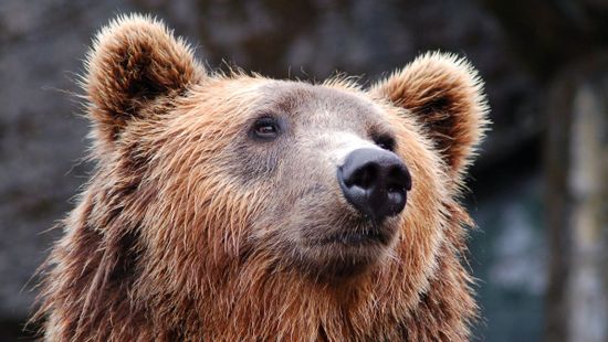 Medve kóborol az Aggteleki-karszton, most Jósvafőnél látták