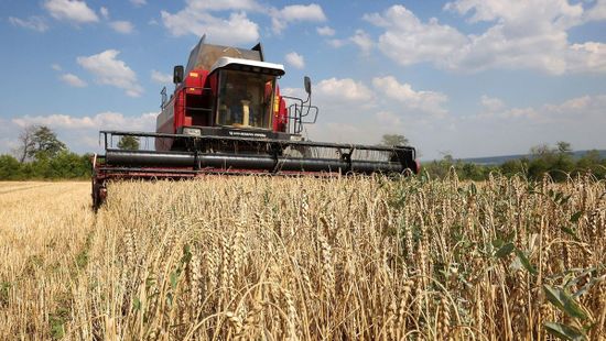 Kiderült, hogy mit gondol a magyar lakosság az ukrán gabonadömpingről