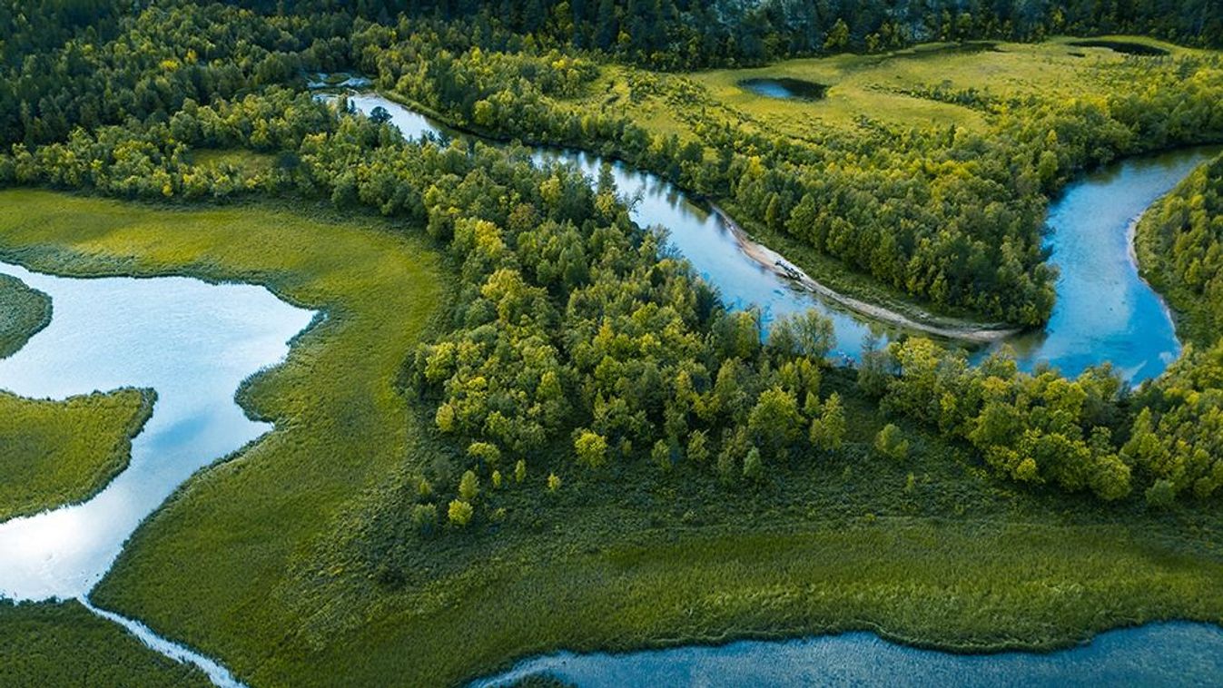 Swamp, river and trees seen from above