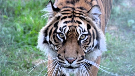 Új párt kapott a szumátrai tigris hímje Nyíregyházán