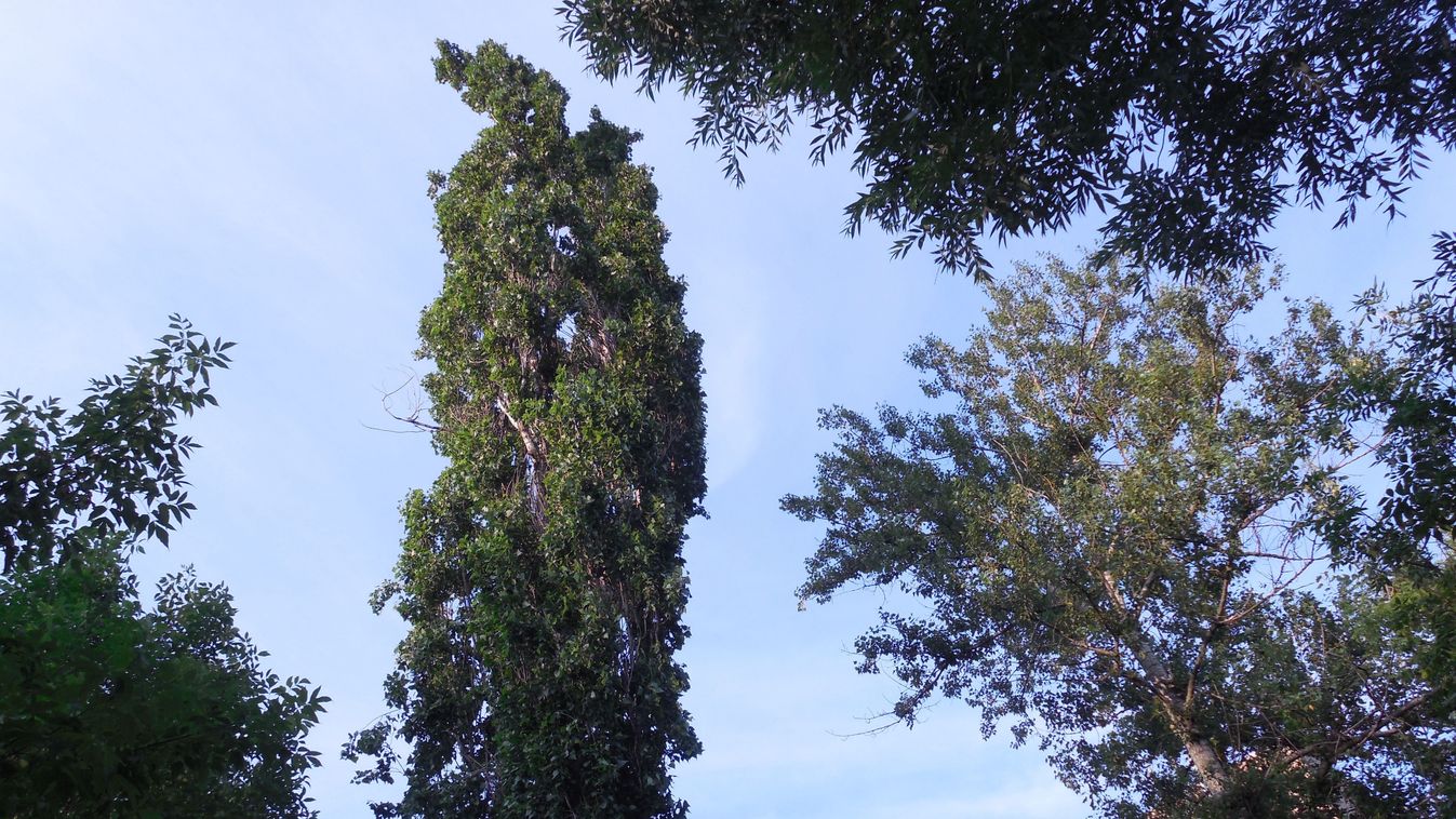 Balsamic,Poplar,(populus,Balsamifera),One,Year,After,Radical,Crown,Pruning