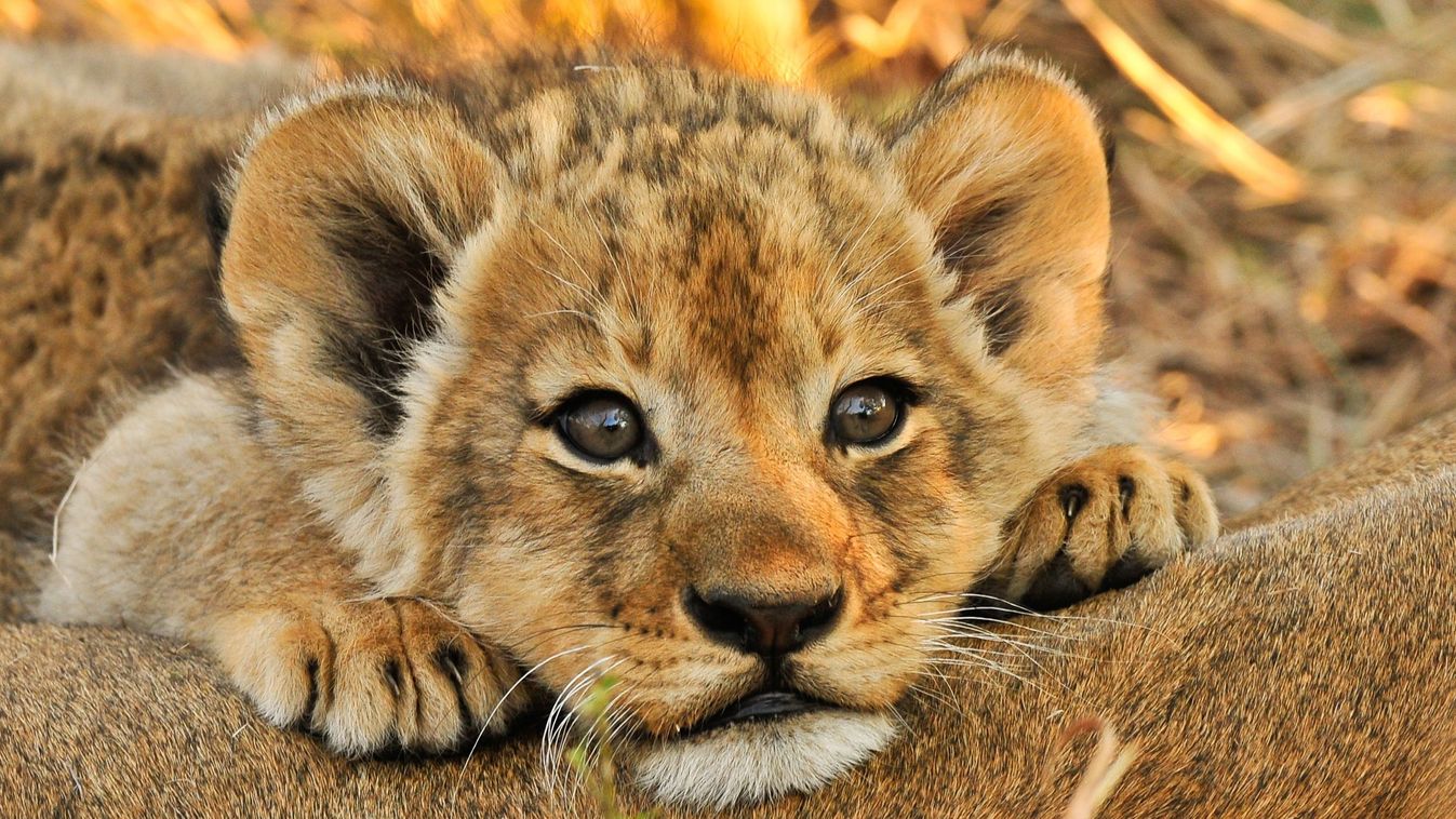 Lion,Cub,Resting,On,Mom