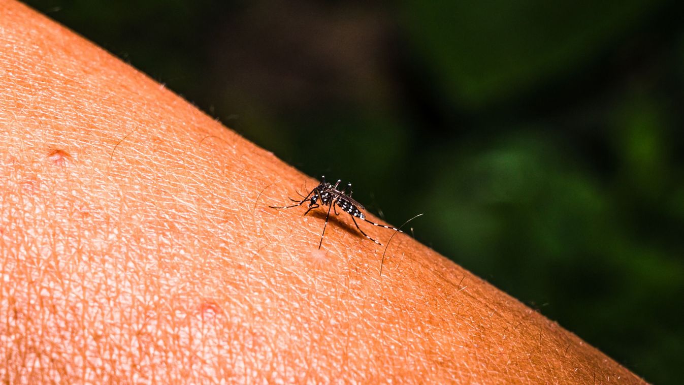 WHO Warns Climate Change Causing Surge In Mosquito-Borne Diseases
tigrisszúnyog