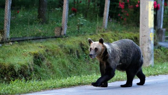 Medvét gázoltak egy romániai autópályán