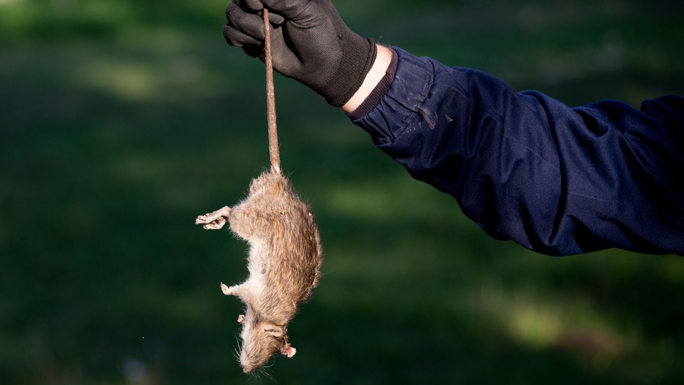 Farmer,With,Protective,Gloves,Holding,Dead,Rat,For,Tail,On