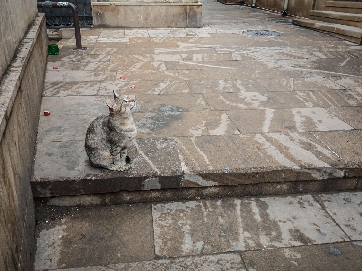 Baku
Macska a bakui óvárosban