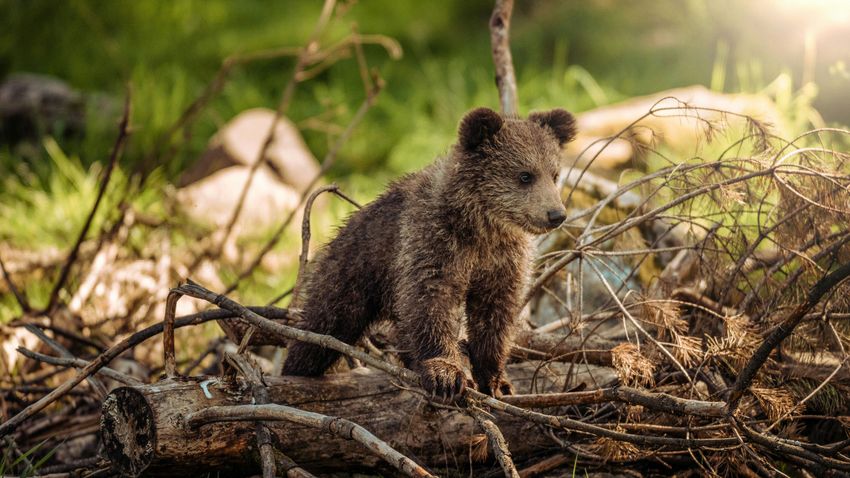 Halott medvebocsot találtak egy fán, a tűzoltók szedték le a tetemét + videó Halott medvebocsot találtak egy fán, a tűzoltók szedték le a tetemét + videó