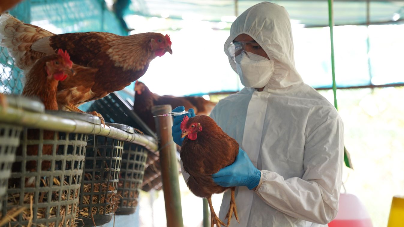 Bird,Flu,,Veterinarians,Vaccinate,Against,Diseases,In,Poultry,Such,As
madárinfluenza