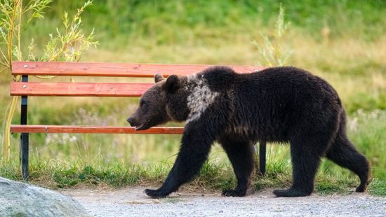 Egyre többször látnak medvét az Aggteleki Nemzeti Park területén