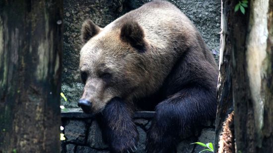 Videón, ahogy nyújtózkodva, téli álomra készül egy medve Erdélyben