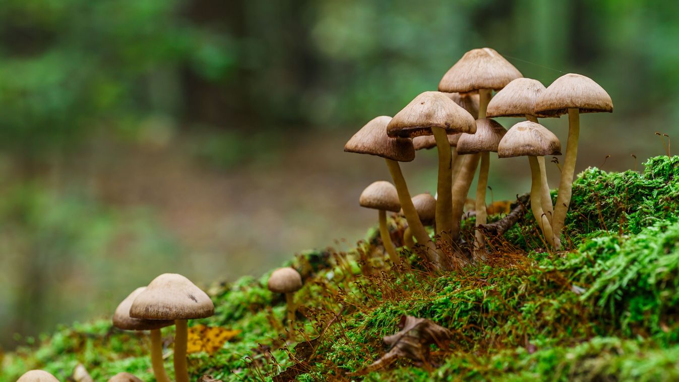 Mushrooms,False,Honey,Fungus,On,A,Stump,In,A,Beautiful