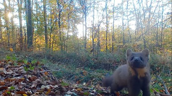 Igen ritka állatról sikerült felvételt készíteni a Börzsönyben + videó