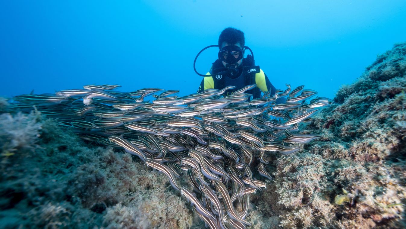 Increasing population of striped eel catfish observed in Mediterranean sea