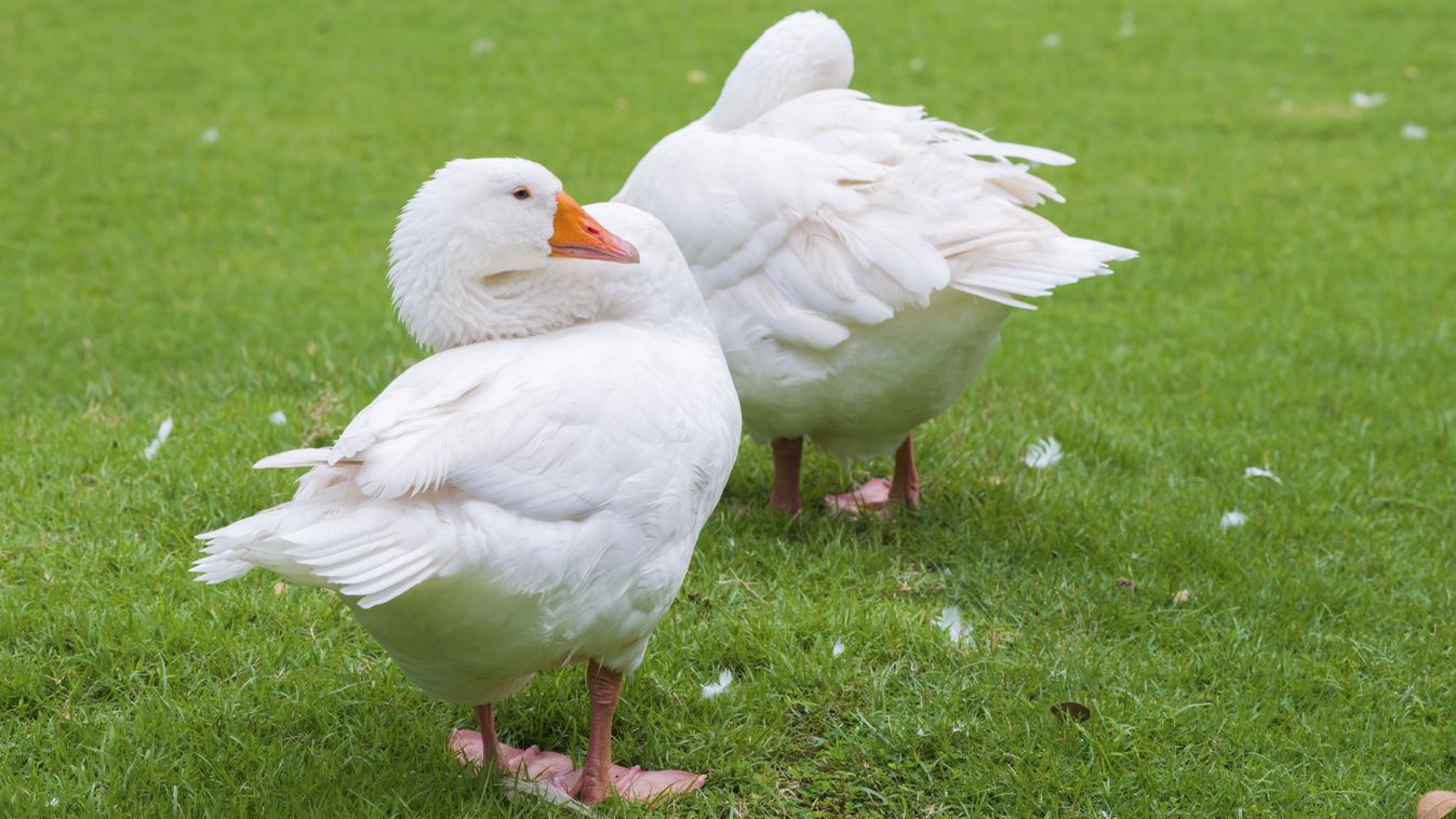 Two,White,Duck,At,A,Meadow.