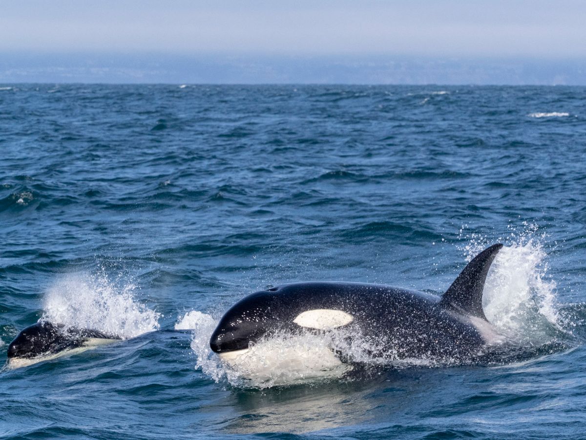 Transient killer whales (Orcinus orca), surfacing in Monterey Bay Marine Sanctuary, Monterey, California, United States of America, North America
orca