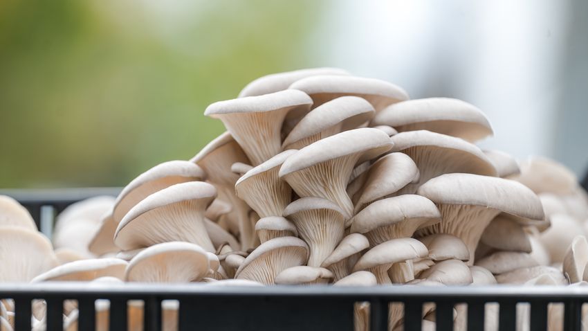 Egyre több gombát fogyasztunk, de még mindig kevesebbet, mint az európai átlag