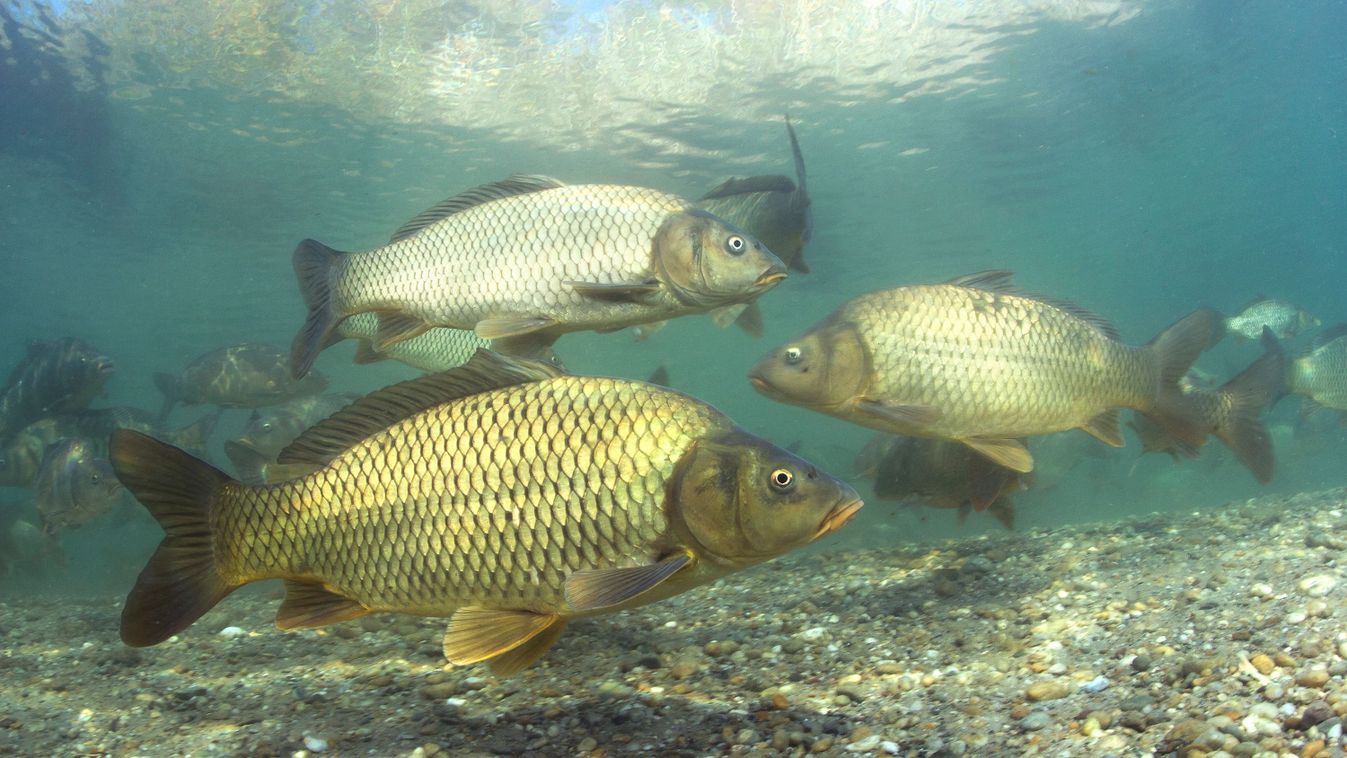 Freshwater,Fish,Carp,(cyprinus,Carpio),In,The,Beautiful,Clean,Pound.group,ponty