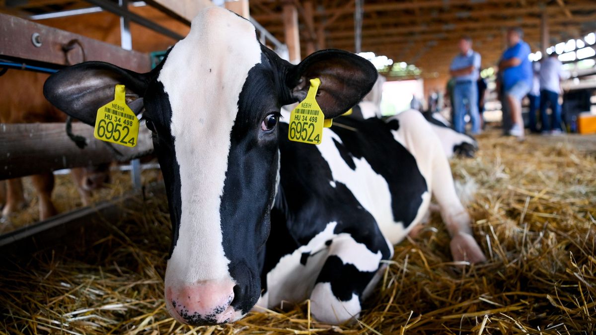 Fontos hírt jelentett be Nagy István az állattenyésztőknek