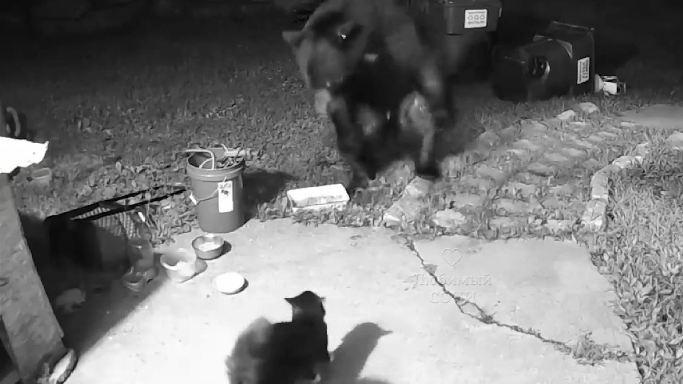 macska támadt a medvére, részlet a videóból (forrás: Russia Kuban Telegramcsatorna)