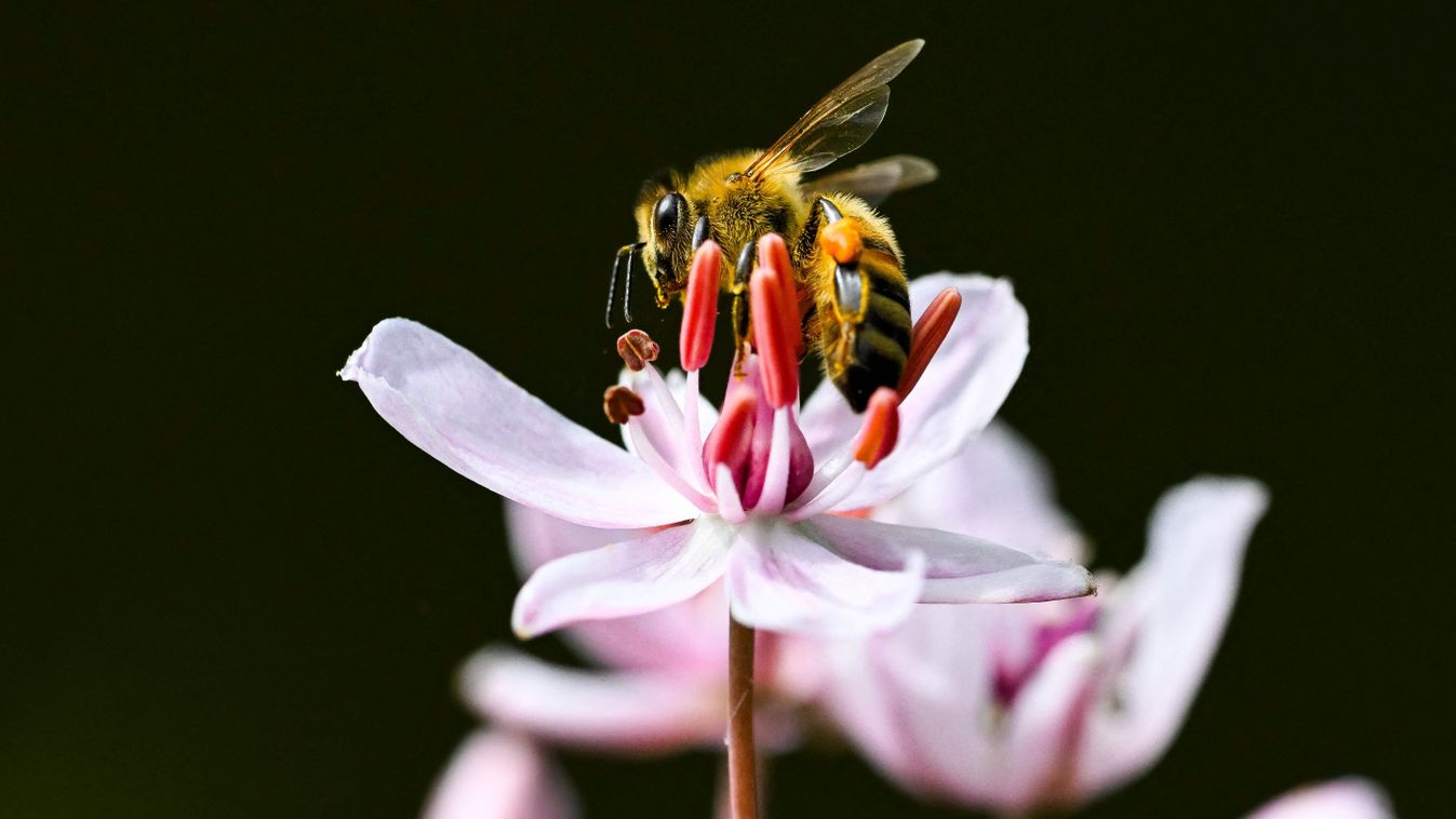 A rovarok kihalása hogyan változtatná meg bolygónkat?