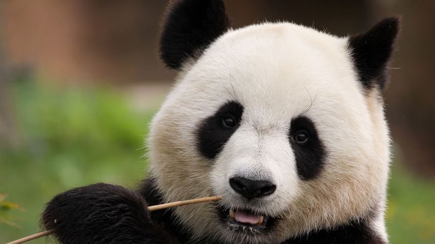 Pandák hozhatják el a békét? Pandák hozhatják el a békét?