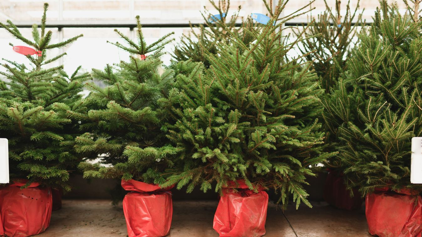 Christmas,Trees,In,A,Red,Pots,For,Sale,On,A