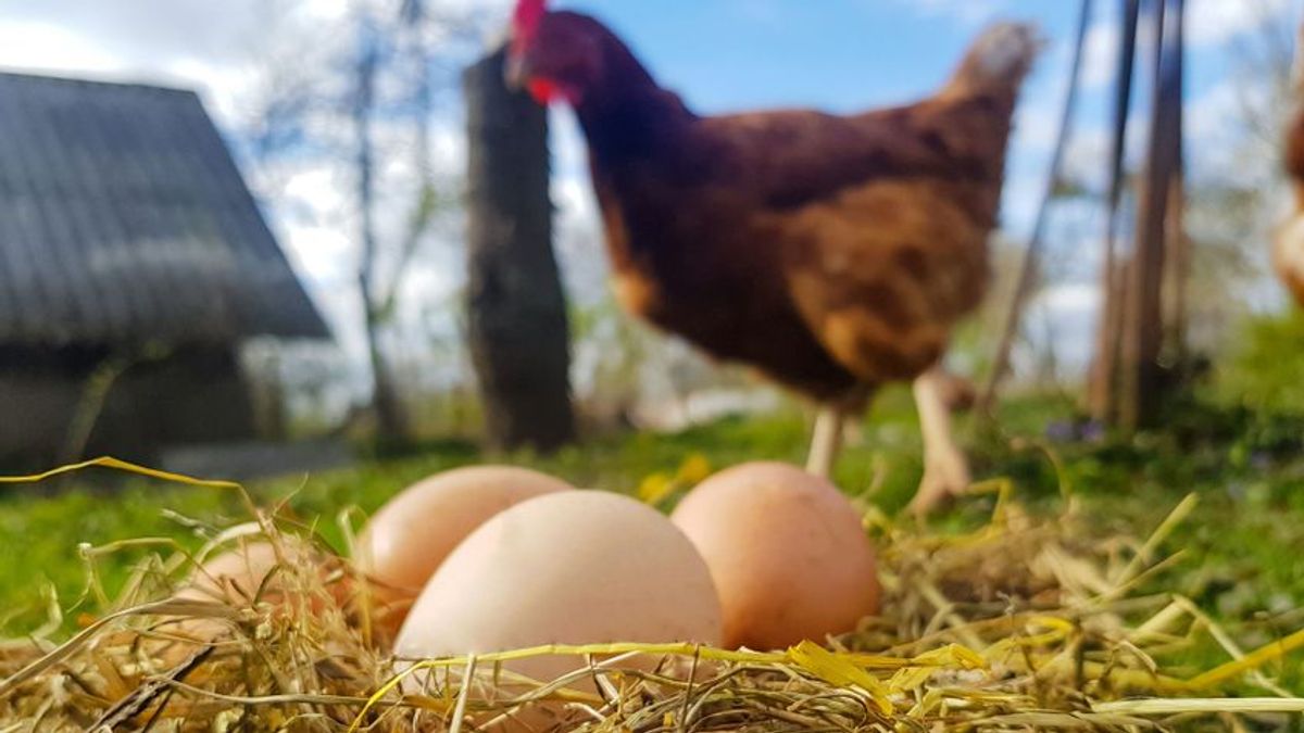 Jövőre állhat helyre a hazai baromfiágazat