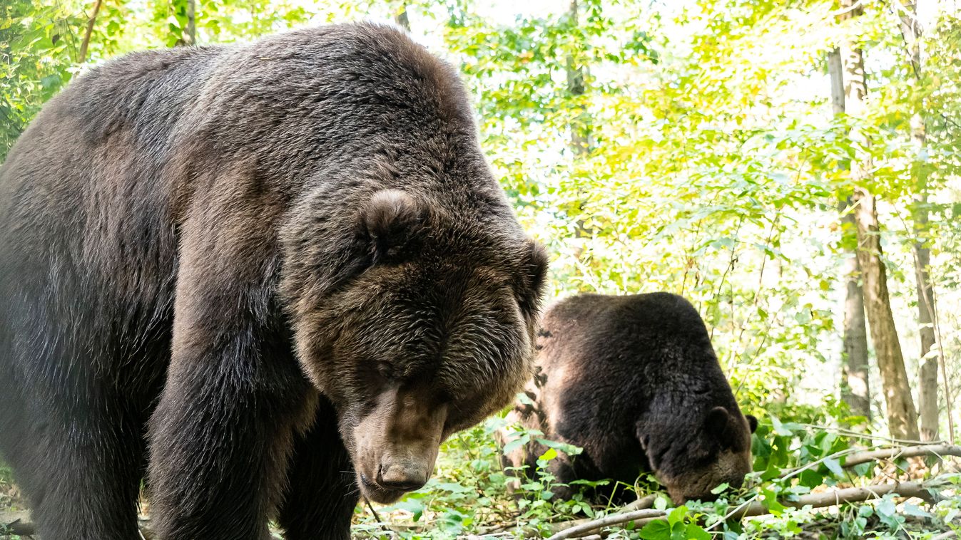 Medve támadt egy férfira Szlovákiában