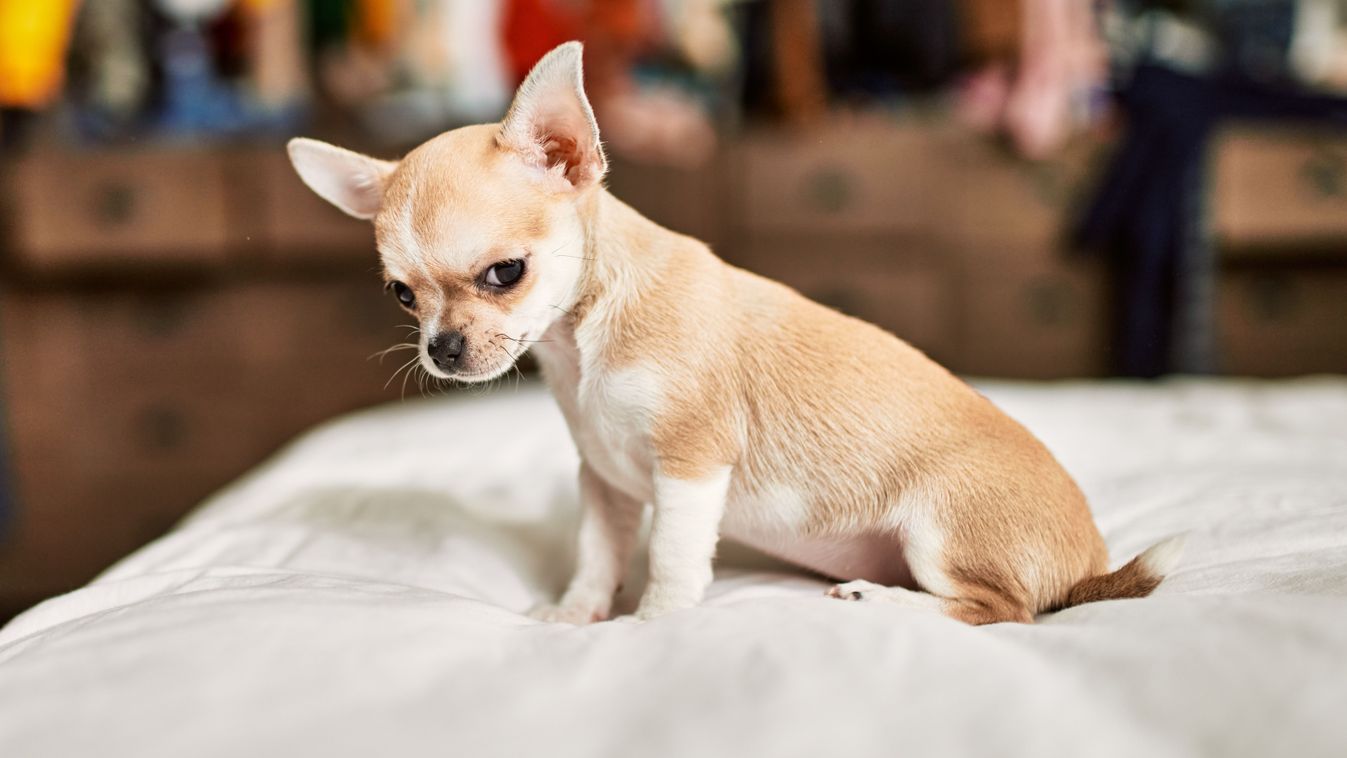 Beautiful,Small,Chihuahua,Puppy,Standing,On,The,Bed,Curious,And