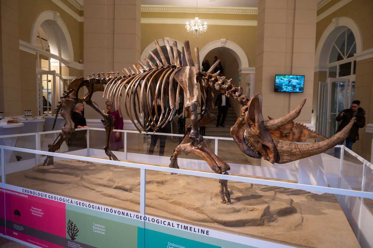 A marosvásárhelyi Természettudományi Múzeum egyik büszkesége a mintegy 51 ezer éves gyapjas orrszarvú-csontváz